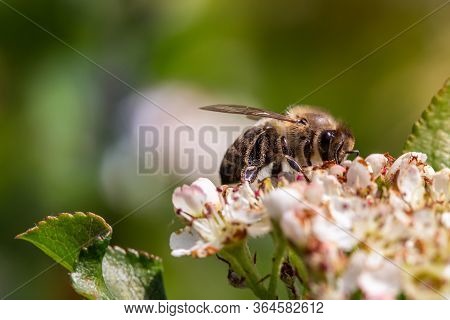 Bee Pollinating The Flowers Of Blooming Black Chokeberry