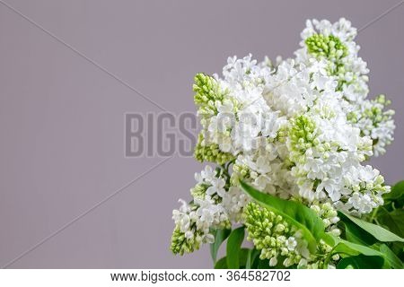 The Bouqet Of Blooming White Lilac