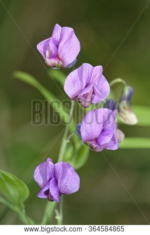 Bitter Vetch Or Heath Pea - Lathyrus Linifolius 
Wild Flower Of Acidic Grasslands