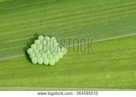 Common Green Shieldbug - Palomena Prasina 
28 Newly Laid Eggs