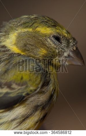 Male European Serin, Inagua, The Nublo Rural Park.