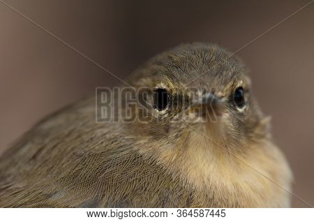 Canary Islands Chiffchaff Phylloscopus Canariensis, Integral Natural Reserve Of Inagua.