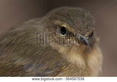 Canary Islands Chiffchaff Phylloscopus Canariensis, Integral Natural Reserve Of Inagua.