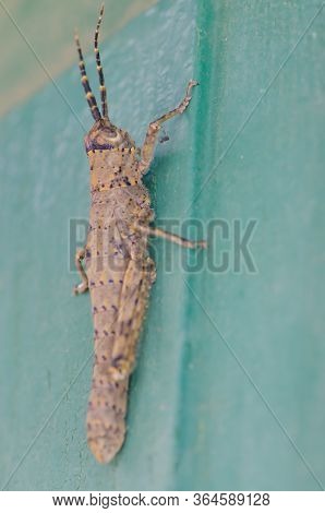 Female Of Gran Canaria Stick Grasshopper Acrostira Tamarani.