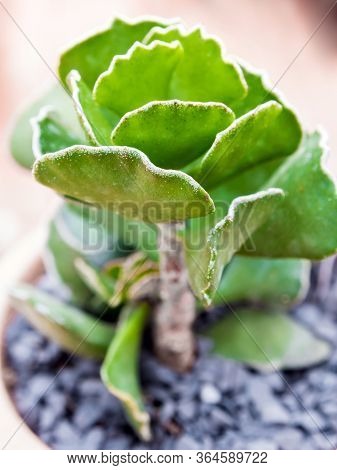 Crinkle-leaf Plant (adromischus Cristatus) In The Pot
