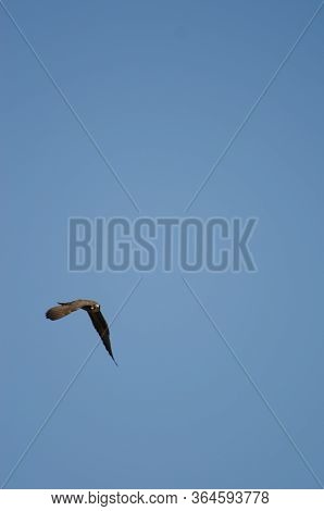 Eleonoras Falcon Falco Eleonorae In Flight, The Nublo Rural Park.