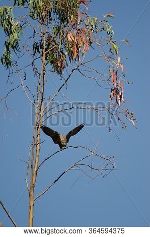 Eleonoras Falcon Falco Eleonorae On A Eucalyptus Branch.