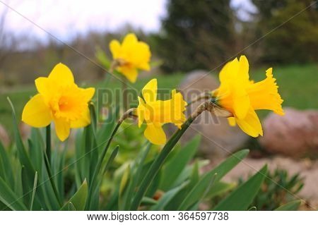 Yellow Daffodils Also Known As Narcissus, Jonquil And Daffadowndilly. Selective Focus