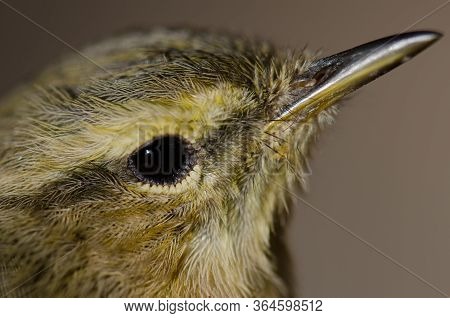 Head Of Canary Islands Chiffchaff Phylloscopus Canariensis.