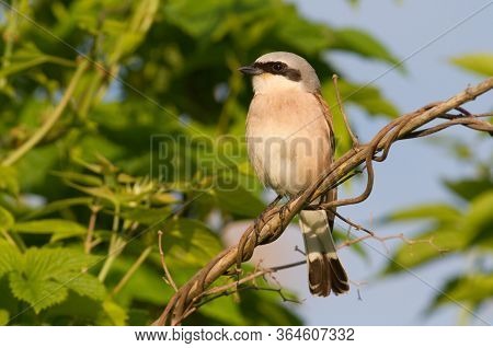 Red-backed Shrike. Lanius Collurio. Bird Sits On A Branch. Early Morning