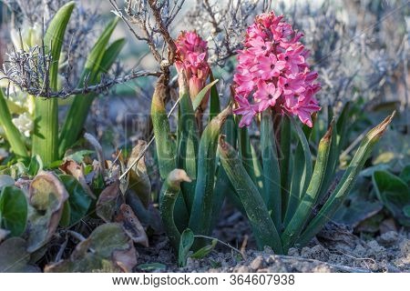 Bright Pink Hyacinth Highlighted With Dusk Sunlight, Growing Outdoors
