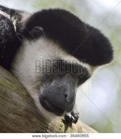 En sort og hvid Colobus abe