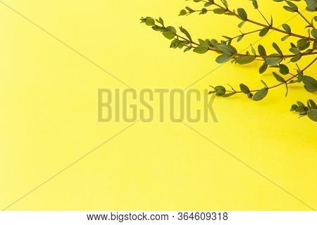 Sprigs Of Small Eucalyptus Parvifolia On Bright Yellow Background. Copy Space, Top View, Flat Lay. E