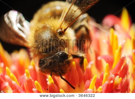 Bee Macro