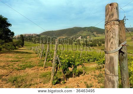 Viti crescono vicino al villaggio di San Antimo e sua abbazia in Toscana Italia