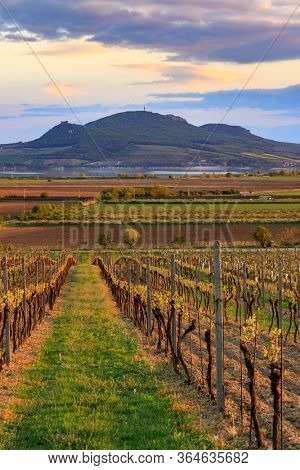 Vineyard Sonberk and Palava hills, Southern Moravia, Czech Republic