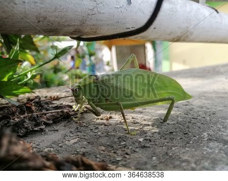 Small Leaf Insect In The Ground, In Its Natural Habitat