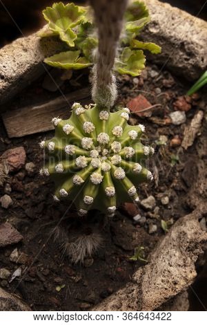 Top View Of Echinopsis Subdenudata Cactus In Stone Plantpot. Commonly Called Domino Cactus Or Easter