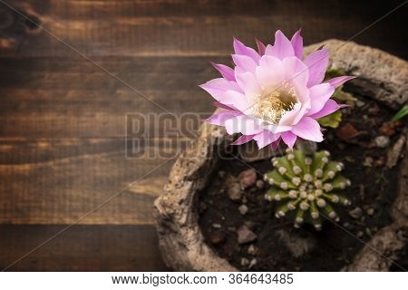 Echinopsis Subdenudata Flower On Wooden Background With Copy Space For Your Text. Commonly Called Do