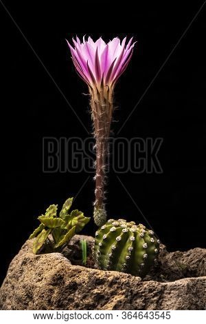 Echinopsis Subdenudata Commonly Called Domino Cactus. Cactus Blooming (easter Lily Cactus) On Black 