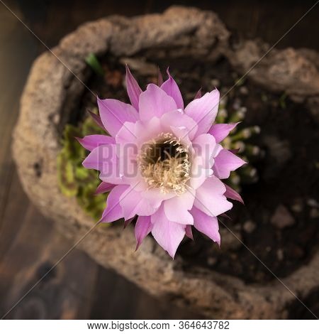 Echinopsis Subdenudata Cactus Flower. Commonly Called Domino Cactus Or Easter Lily Cactus
