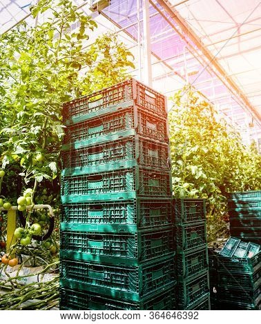 Modern Greenhouse With Tomato Plants. Beautiful Background