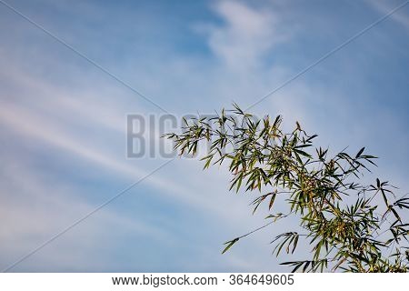 Cane Plant With Blue Sky And Clouds In Background In Salto, Uruguay