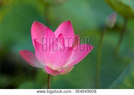 Pink Lotus (nelumbo Nucifera) Flower With Green Background In The Center Of Ho Chi Minh City In Viet