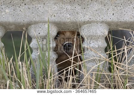 Small Dog Yorkshire Terrier Stuck Out A Muzzle A Nose From A Crack In A Concrete Fence
