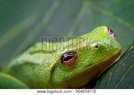A Tiny Green Frog Only 15mm In Length, Captured In Macro