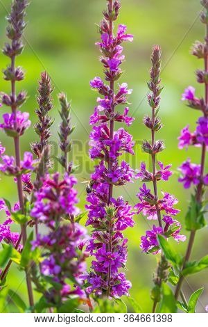 Summer Flowering Purple Loosestrife, Lythrum Tomentosum Or Spiked Loosestrife And Purple Lythrum On 