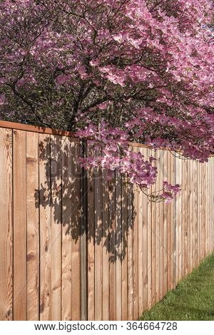 Cedar Wood Fence With Flowering Tree Gresham Oregon.