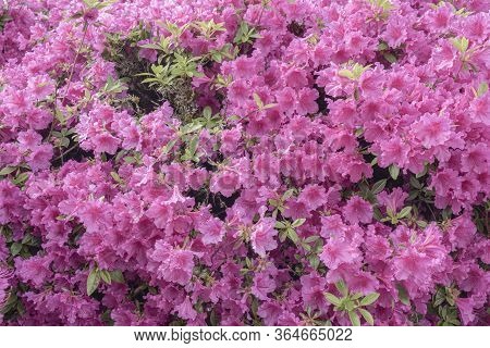 Azaleas Blooms In A Public Park In Gresham Oregon.