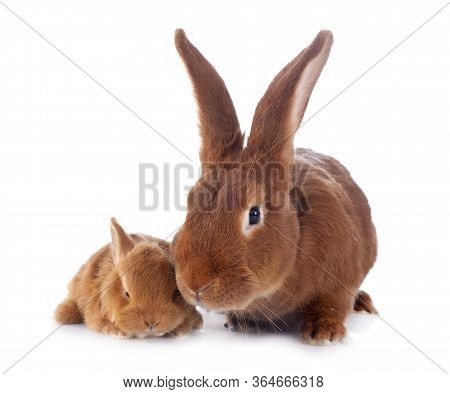 Young Rabbit And Adult Fauve De Bourgogne In Front Of White Background