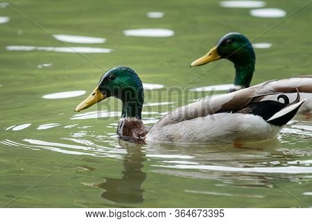 Closeup Of Two Male Mallards Swimming On A River In Springtime