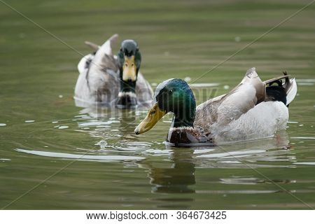 Closeup Of Two Male Mallards Swimming On A River In Springtime