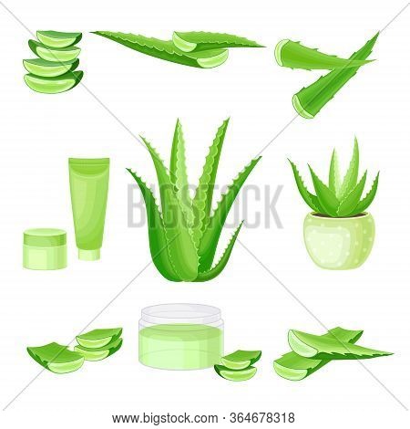 Aloe Vera As Flowering Succulent Plant With Thick Fleshy Leaves Vector Set