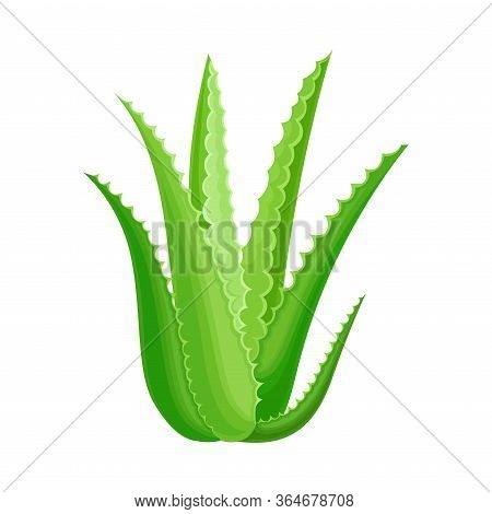 Aloe Vera Rosette Of Large, Thick, Fleshy Leaves Vector Illustration