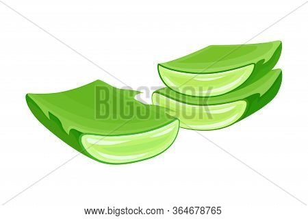 Aloe Vera Thick Fleshy Leaves Pieces As Flowering Succulent Plant Vector Illustration