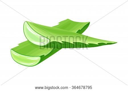 Aloe Vera Thick Fleshy Leaves Pieces As Flowering Succulent Plant Vector Illustration