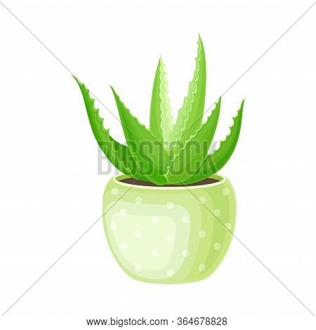 Aloe Vera Rosette Of Large, Thick, Fleshy Leaves Growing In Pot As Indoor Flora Vector Illustration