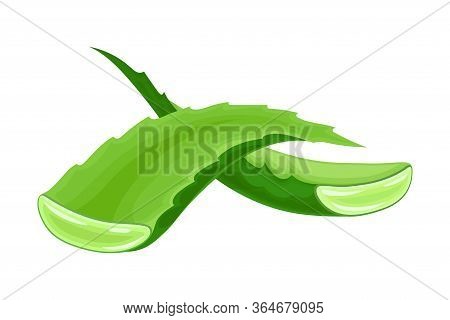 Aloe Vera Thick Fleshy Leaves Pieces As Flowering Succulent Plant Vector Illustration