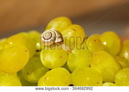 Close-up Of A Small Snail Crawling Over Grapes Quiche Mish.