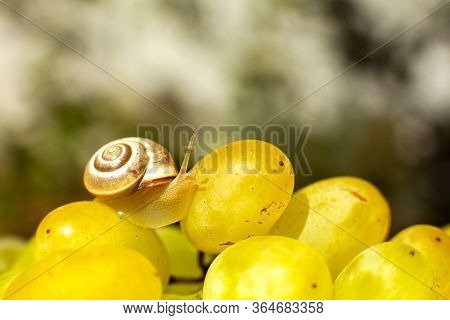 Close-up Of A Small Snail Crawling Over Grapes Quiche Mish.