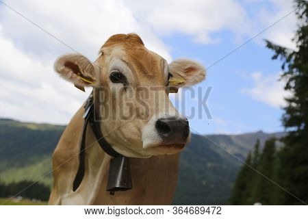 Alpine Gray Cow. White Cow With Horns In Dolomites Area. Portrait Of A Gray Beautiful Cow. A Grey Al