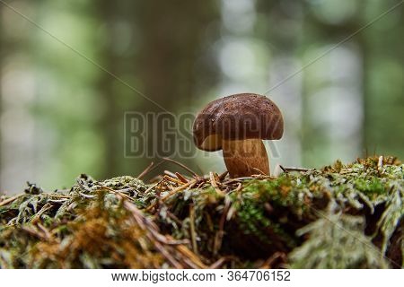 Bay Bolete (boletus Badius, Xerocomus Badius) In Summer Forest