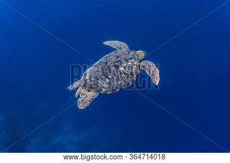 Green Sea Turtle (chelonia Mydas) Swimming Gracefully In The Deep Blue.