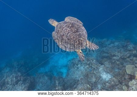 Green Sea Turtle (chelonia Mydas) Swimming Gracefully In The Shallow Reef Of Moalboal, Cebu, Philipp