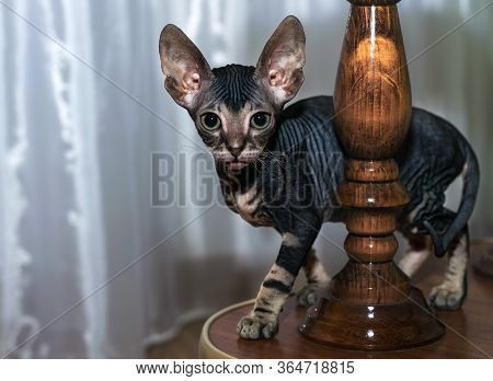 A Small Sphinx Kitten Poses In Front Of The Camera.a Beautiful Velour, Wrinkled Cat.