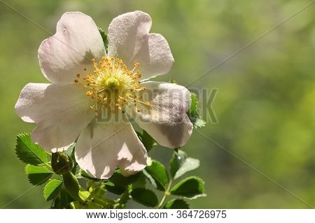 Pink Wild Rose Flowers (rosa Canina) In Forest